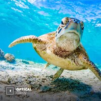 PolarPro Divemaster Filter Kit | Hero8 Protective Housing