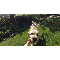 GoPro Fetch Dog Harness 