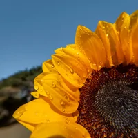 Insta360 GO Ultra Micro Lens Kit
