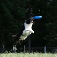 Canon EOS R8 Body w/ RF24-50IS STM Lens Full Frame Mirrorless Camera